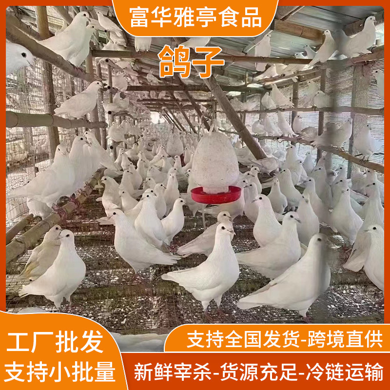 Freshly Slaughtered Pigeons, Breeding Bases, Pigeons Are Ready-Made, Miscellaneous Grains, Breeding Pigeons, Large Quantity, Preferential Treatment