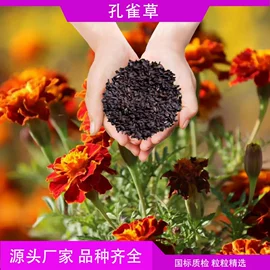 草种子;一二年生花卉;宿根花卉