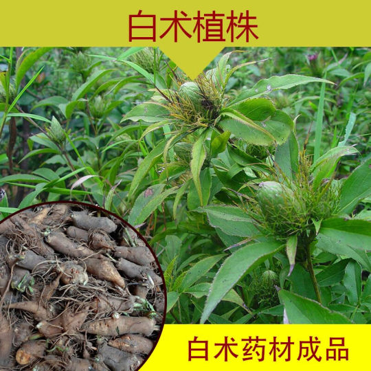 Atractylodes Seeds Seedlings, Chinese Medicinal Materials, Improved Atractylodes Seeds, Suitable for Planting in All Seasons in Spring, Improved Seeds for the North and South