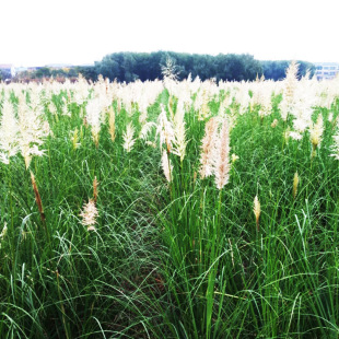 Base Wholesale Garden Greening Ornamental Grass Flower Border Flower Bed Ground Cover Plant Pampas Grass Ground Seedling Seedlings