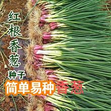 �t��С���[�N�������[�N�t�[С�[�N�Ѵ����＾�ļ��̨�����߲���