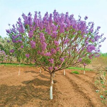 һl㻨eͥԺͺLN϶㻨