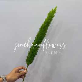 狐尾天门冬仿真植物仿真绿植绿色系婚庆花材橱窗布置花艺植物造景