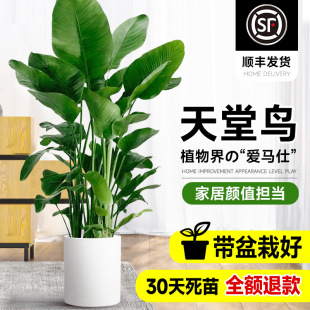 �����B���Կ͏d�Gֲ�҃ȴ���ֲ���������k�����Q���m��ֲ����