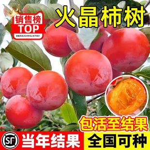 ���Ә����������ش�����Ә����ͺ�����Y���Ϸ������Nֲ����