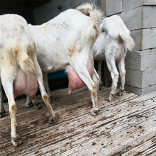 �_����ɽ���̥ĸ������������_����ɽ��t¹��ɽ���Bֳ