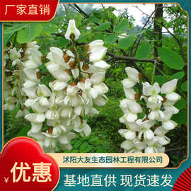 基地供应各种植物 种苗 基地直销  刺槐树苗