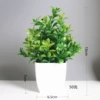 Magnolia grass potted