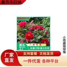 一件代发牡丹花苗盆栽大苗洛阳正宗带花苞牡丹花种缠枝重瓣花卉牡