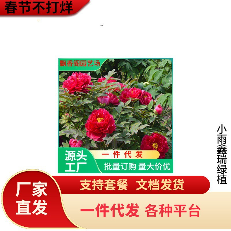 一件代发牡丹花苗盆栽大苗洛阳正宗带花苞牡丹花种缠枝重瓣花卉牡