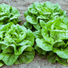 Creamy lettuce seed seed seed seeds four seasons salad small cabbage balcony rapeseed potted vegetables vegetables siblite spring seed species