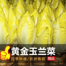 金玉蘭菜種子一年四季多年生軟化菊苣種子籽陽台盆栽白玉蘭菜種籽