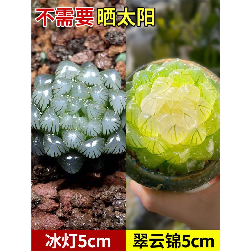 추이윤 브로케이드 + 아이스 랜턴 옥 이슬