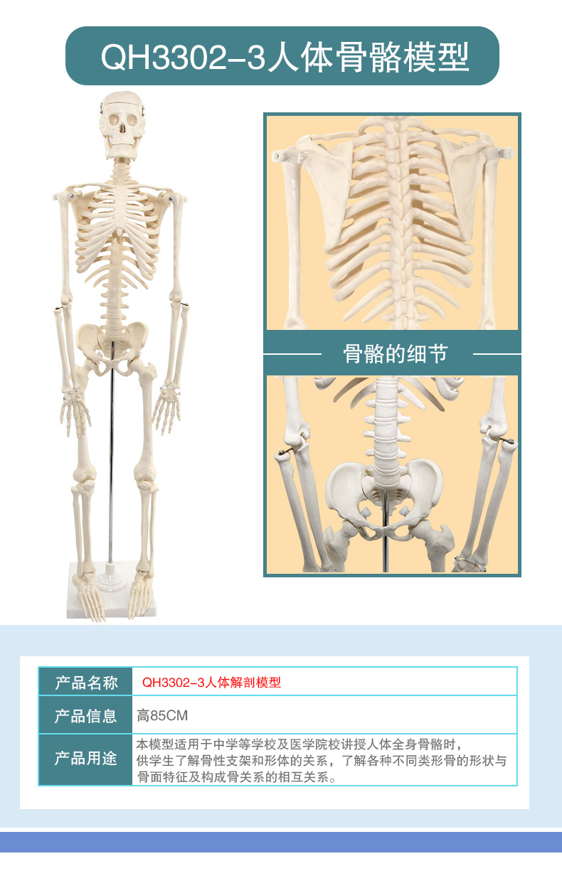 骨骼模型_06.jpg