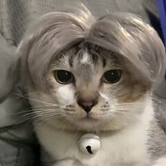 厳選新商品越境ペットの頭飾り猫のかつら犬の頭カバー猫の服は坤坤坤と同じタイプです。