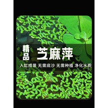 芝麻萍鱼缸水草净化水质水培植真植物水族箱草造景装饰绿植真草