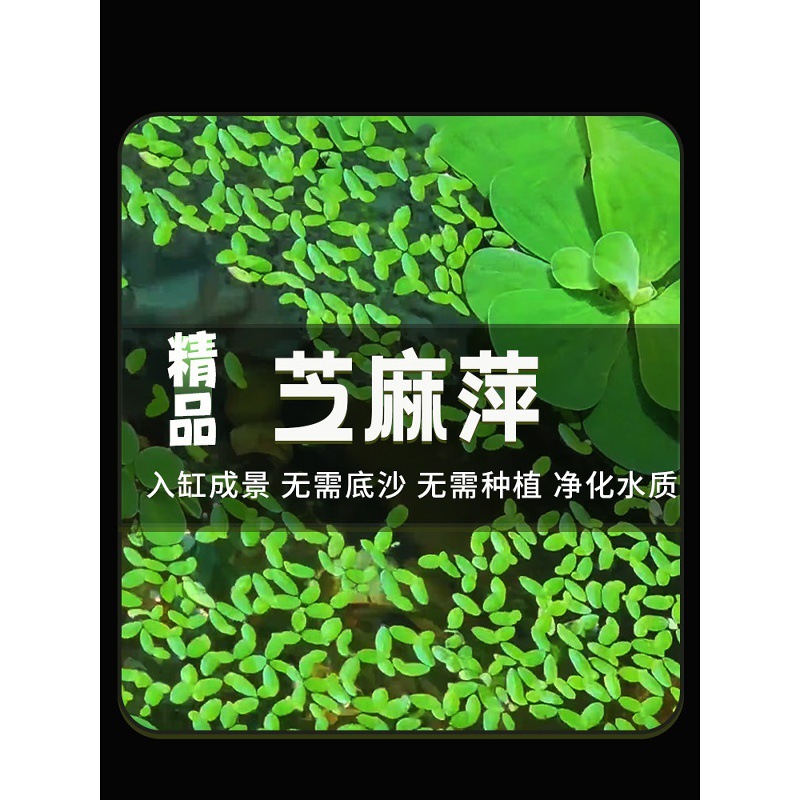 芝麻萍鱼缸水草净化水质水培植真植物水族箱草造景装饰绿植真草