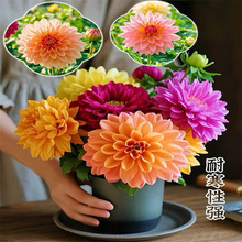 �������N������ͻ�������ͥԺֲ���ļ��N�׻������ջ��عϻ�