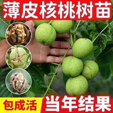 ���Ҙ���缈Ƥ��Ƥ��8518������������ҹ��������Ҽ޽ӹ�����