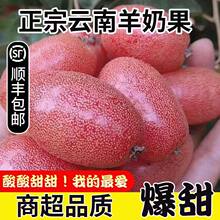 【顺丰】酸甜羊奶果特产热带时令孕妇水果牛奶果胡颓子2斤包邮