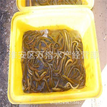 黄鳝苗优质大种黄鳝苗杂交大种黄鳝苗高密度养殖