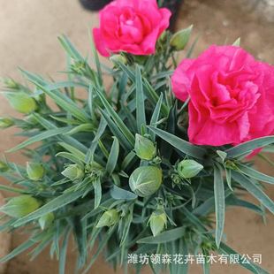 Qingzhou Cultivates High-Quality Ornamental Florals and Carnations Manufacturers. Large Discounts on Park Garden Carnation Plug Seedlings