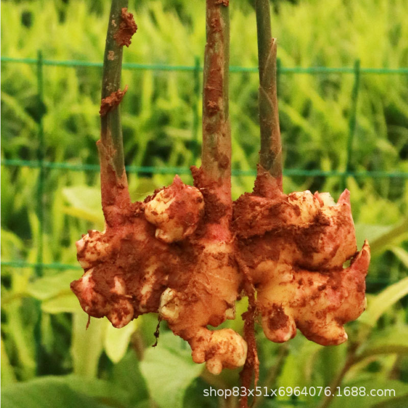 Yunnan Small Turmeric Fresh Wholesale Ginger Old Ginger New Ginger Fresh Ginger 1/2/3/5/9/10 Dropshipping