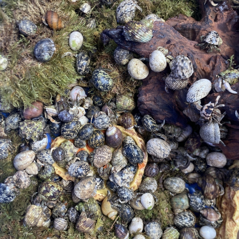 Hermit Crab wholesale Street vendor introduction Pets pale deep purple Lira Xiaodou lovely Cross border