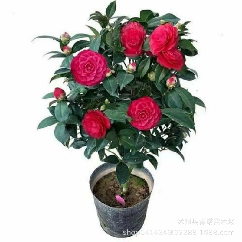 Оптовая продажа различных саженцев камелии, двухлепестковые, с сильным ароматом, шестиугольные, ярко-красные, восемнадцать сортов «Учёный», полный ассортимент, комнатные растения в горшках.