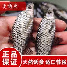 冷冻泥鳅条河虾喂食肉鱼龟麦穗山根鱼虾段雷龙斑马狗头皇冠冻鱼食