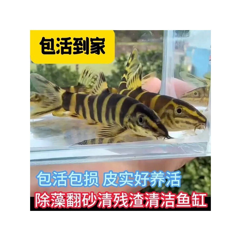 Native Chinese Flower Loach, a Bottom-Dwelling Fish That Helps Remove Algae, Stir up Sediment, Clean the Bottom, and Act as a Cleaner Fish in Cold Water
