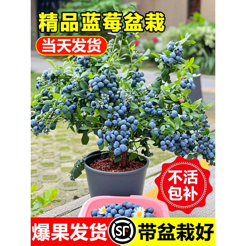 Саженцы черничного дерева очень большие с доставкой фруктов, саженцы фруктовых деревьев в горшках для балкона, посаженные на юге и севере L25