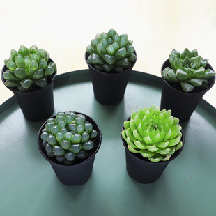 ֲ׃@҃ˮ¶GֲСԷNֲƷBk