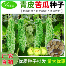 大肉苦瓜种子青皮苦瓜种子绿白皮苦瓜种子早熟耐热四季好种子