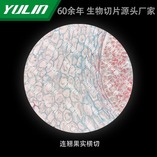 Forsythia suspensa Fruit Crosscutting University Medical College Histopathology Paraffin Slide Specimen Microscope