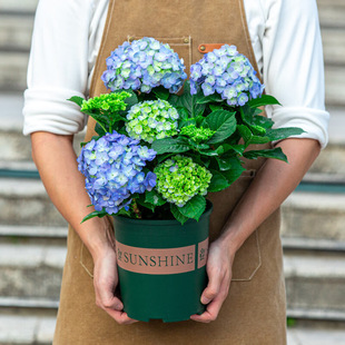 Hydrangea Seedlings Endless Summer All Year Round Blooming Hydrangea Old Pile Flower Potted Courtyard Easy-To-Grow Flower Plants Indoor Flowers