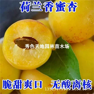 嫁接荷兰香蜜杏树苗特大金亚杏苗盆栽庭院地栽杏子果苗南北方种植