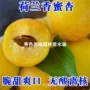 荷兰种植盆栽特大杏树苗