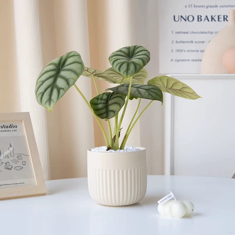 Настольный офис Маленькое комнатное растение в горшке Гостиная Высококачественное растение в скандинавском стиле Зеленое растение Белый Носорог в горшке Настольное затенение Таро
