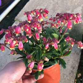 宫灯长寿花盆栽绿植室内养易活懒人养花卉大全四季植物厂家包邮