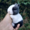 Gray -White Dao Qi Ju Rabbit ❤️❤️ Wrong ❤️❤️