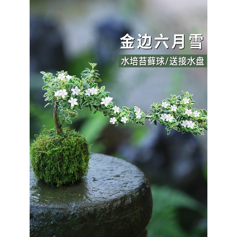 苔藓球六月雪盆景水培植物悬崖造型迷你微景观绿植室内桌面小盆栽