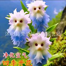 爆款热卖大花脸猫兰花满屋香浓香新款盆栽外形可爱清香芬芳除甲醛
