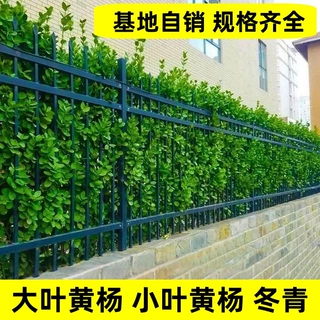 黄杨树苗小叶黄杨直立大叶黄杨冬青庭院围墙植物四季常青耐寒绿篱