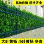 植物大叶小叶耐寒绿篱
