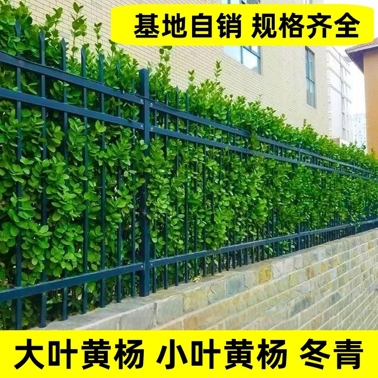 黄杨树苗小叶黄杨直立大叶黄杨冬青庭院围墙植物四季常青耐寒绿篱