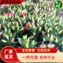 四季多头室内外开花种球