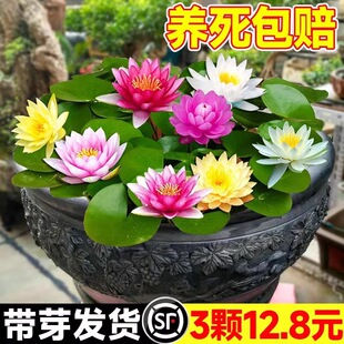 ˯ɏˮ��ֲ���ļ�ˮ�B�ɻ�ˮɏ�����Ի���ˮ������˯ɏ���K������