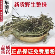 车前草干新鲜车前草茶袋装泡茶车前草切断包邮