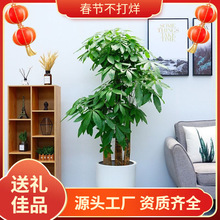 ����ֲ�����l10�w����+ľ��+���ײ��k���ҾGֲ�������ԑ��˺��B